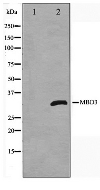 Western blot analysis on Jurkat cell lysate using MBD3 Antibody