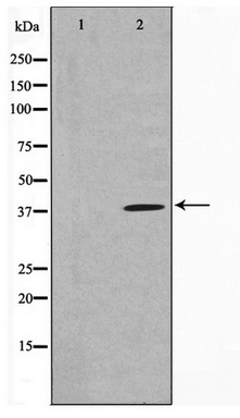 Western blot analysis on 293 cell lysate using MOS Antibody