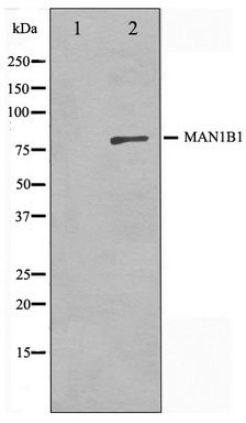 Western blot analysis on 3T3 cell lysate using MAN1B1 Antibody