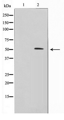 Western blot analysis on HeLa cell lysate using ZNF436 Antibody