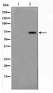 Western blot analysis on HT29 cell lysate using MED17 Antibody