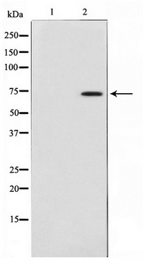 Western blot analysis on HepG2 cell lysate using MAP3K3 Antibody