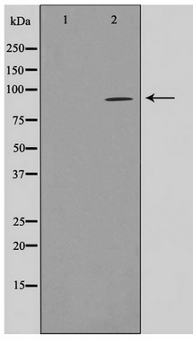 Western blot analysis on HuvEc cell lysate using NADAP Antibody