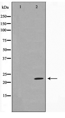 Western blot analysis on HeLa cell lysate using DIRA1 Antibody