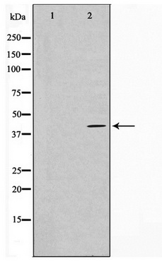 Western blot analysis on HuvEc cell lysate using PRDM12 Antibody