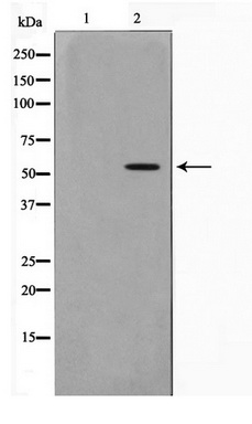 Western blot analysis on HepG2 cell lysate using PKNOX2 Antibody
