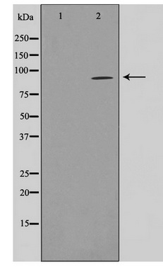 Western blot analysis on COS7 cell lysate using FAKD1 Antibody
