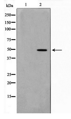 Western blot analysis on 293 cell lysate using NDF2 Antibody