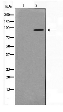Western blot analysis of extracts of various cell lines, using HELQ antibody (TA376991) at 1:3000 dilution.|Secondary antibody: HRP Goat Anti-Rabbit IgG (H+L) at 1:10000 dilution.|Lysates/proteins: 25ug per lane.|Blocking buffer: 3% nonfat dry milk in TBST.|Detection: ECL Basic Kit .|Exposure time: 90s.