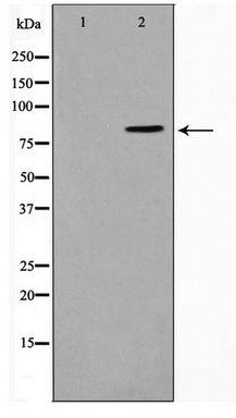 Western blot analysis on K562 cell lysate using STON1 Antibody