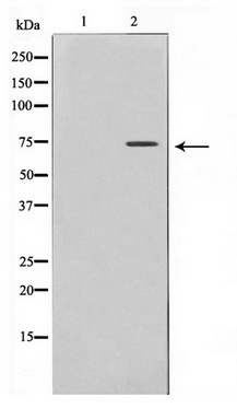 Western blot analysis of extracts of various cell lines, using Histone H3 antibody (TA377062) at 1:10000 dilution.|Secondary antibody: HRP Goat Anti-Rabbit IgG (H+L) at 1:10000 dilution.|Lysates/proteins: 25ug per lane.|Blocking buffer: 3% nonfat dry milk in TBST.|Detection: ECL Basic Kit .|Exposure time: 60s.