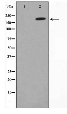 Western blot analysis of extracts of various cell lines, using TriMethyl-Histone H3-K56 antibody (TA377069) at 1:1000 dilution._Secondary antibody: HRP Goat Anti-Rabbit IgG (H+L) at 1:10000 dilution._Lysates/proteins: 25ug per lane._Blocking buffer: 3% nonfat dry milk in TBST._Detection: ECL Enhanced Kit ._Exposure time: 90s.