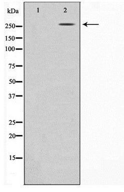 Western blot analysis of extracts of various cell lines, using Acetyl-Histone H4-K16 antibody (TA377086) at 1:1000 dilution.|Secondary antibody: HRP Goat Anti-Rabbit IgG (H+L) at 1:10000 dilution.|Lysates/proteins: 25ug per lane.|Blocking buffer: 3% nonfat dry milk in TBST.|Detection: ECL Basic Kit .|Exposure time: 90s.