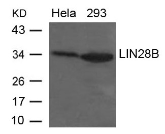 Western blot analysis of extracts from Hela and 293 cells using LIN28B Antibody
