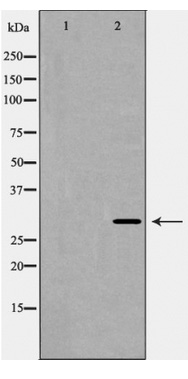 Western blot analysis of extracts of various cell lines, using IDH2 antibody (TA377321) at 1:1000 dilution.|Secondary antibody: HRP Goat Anti-Rabbit IgG (H+L) at 1:10000 dilution.|Lysates/proteins: 25ug per lane.|Blocking buffer: 3% nonfat dry milk in TBST.|Detection: ECL Basic Kit .|Exposure time: 90s.