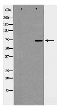 Western blot analysis of GRP75 expression in Cos7 cell extract