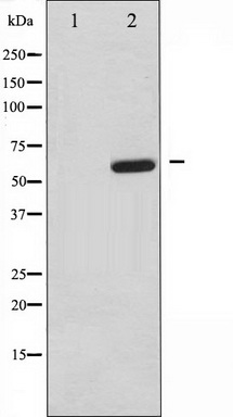 Western blot analysis of MAP3K7 phosphorylation expression in NIH-3T3 whole cell lysates, The lane on the left is treated with the antigen-specific peptide.
