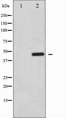 Western blot analysis of PTP1B phosphorylation expression in UV treated COS7 whole cell lysates, The lane on the left is treated with the antigen-specific peptide.