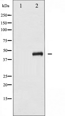 Western blot analysis of SEK1/MKK4 phosphorylation expression in NIH-3T3 whole cell lysates, The lane on the left is treated with the antigen-specific peptide.
