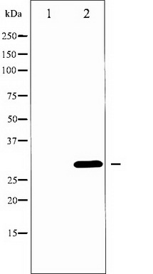 WB Suggested Anti-Sept12 Antibody Titration: 1.0ug/ml Positive Control: Mouse Liver