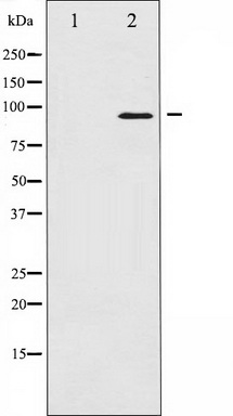 WB Suggested Anti-CASP5 Antibody Titration: 0.2-1ug/ml ELISA Titer: 1:312500 Positive Control: A549 cell lysate