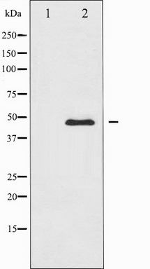 Western blot analysis of PTP1B expression in UV treated COS7 whole cell lysates, The lane on the left is treated with the antigen-specific peptide.