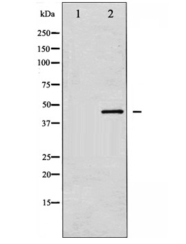Western blot analysis of SEK1/MKK4 expression in NIH-3T3 whole cell lysates, The lane on the left is treated with the antigen-specific peptide.