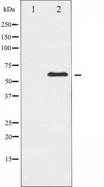 WB Suggested Anti-ACTA1 Antibody Titration: 1.0ug/ml Positive Control: A549 Whole Cell
