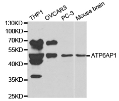 Western blot analysis of extracts of various cell lines, using ATP6AP1 antibody.