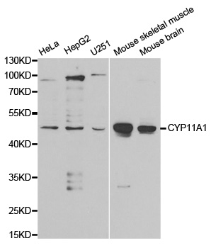 EIF3I antibody - C-terminal region (TA358798) validated by WB using HepG2 cell lysate at 1.0ug/ml.