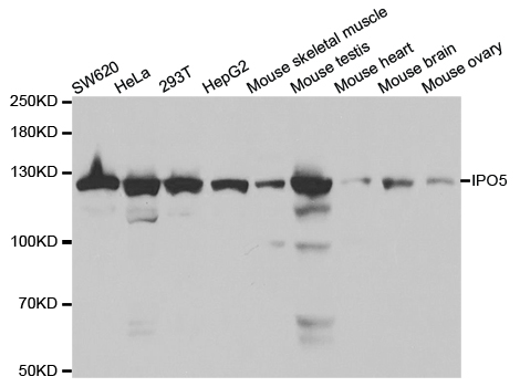 Western blot analysis of extracts of various cell lines, using IPO5 antibody.