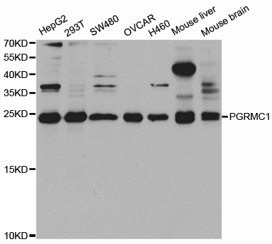 Western blot analysis of extracts of various cell lines, using PGRMC1 antibody.