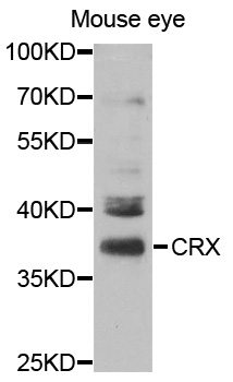 Western blot analysis of extracts of Mouse eye cell line, using CRX antibody.