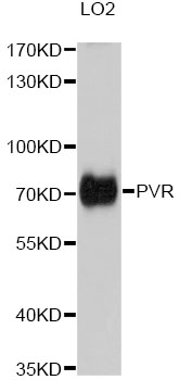 Western blot analysis of extracts of various cell lines, using PVR antibody.