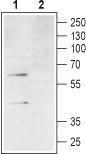 Western blot analysis of differentiated HL-60 cell lysate: 1. Anti-C3a Anaphylatoxin Receptor (extracellular) antibody, (1:200). 2. Anti-C3a Anaphylatoxin Receptor (extracellular) antibody, preincubated with the control peptide antigen.