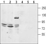 Western blot analysis of mouse kidney lysate (lanes 1 and 4), rat lung membrane (lanes 2 and 5) and human embryonic Kidney 293 cell lysate (lanes 3 and 6): 1-3. Anti-Two Pore Calcium Channel Protein 2 (extracellular) antibody, (1:200). 4-6. Anti-Two Pore Calcium Channel Protein 2 (extracellular) antibody, preincubated with the control peptide antigen.