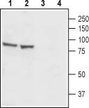 Western blot analysis of rat testis (lanes 1 and 3) and mouse (lanes 2 and 4) lysates: 1. Anti-CatSper1 (extracellular) antibody, (1:200). 2. Anti-CatSper1 (extracellular) antibody, preincubated with the control peptide antigen.