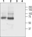 Western blot analysis of rat brain lysate (lanes 1 and 3) and mouse brain lysate (lanes 2 and 4): 1-2. Anti-GABA Transporter 3 (GAT-3) antibody, (1:500). 3-4. Anti-GABA Transporter 3 (GAT-3) antibody, preincubated with the control peptide antigen.