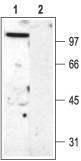 Western blot analysis of rat brain membranes: 1. Anti-Kv3.2 antibody, (1:200). 2. Anti-Kv3.2 antibody, preincubated with the control peptide antigen.