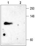 Host: Rabbit Target Name: NOP56 Sample Type: 293T Whole Cell lysates Antibody Dilution: 1.0ug/ml