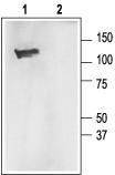 Host: Rabbit Target Name: NOP56 Sample Type: MCF7 Whole Cell lysates Antibody Dilution: 1.0ug/ml