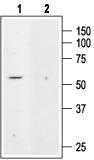 Western blot analysis of rat kidney membranes: 1. Anti-K2P5.1 (TASK-2) antibody, (1:200). 2. Anti-K2P5.1 (TASK-2) antibody, preincubated with the control peptide antigen.