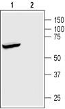 Western blot analysis of rat brain membranes: 1. Anti-K2P2.1 (TREK-1) antibody, (1:200). 2. Anti-K2P2.1 (TREK-1) antibody, preincubated with the control peptide antigen.