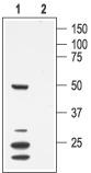 Western blot analysis of mouse heart membranes: 1. Anti-KV1.7 antibody, (1:200). 2. Anti-KV1.7 antibody, preincubated with the control peptide antigen.