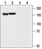 Western blot analysis of rat brain (1 and 3) and rat cortex ( 2 and 4) lysate: 1, 2. Anti-Kv11.2 (erg2) antibody, (1:200). 3, 4. Anti-Kv11.2 (erg2) antibody, preincubated with the control peptide antigen.