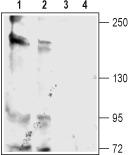 Western blot analysis of rat (lanes 1 and 3) and mouse (lanes 2 and 4) brain membranes: 1, 2. Anti-KCa4.2 (Slick) antibody, (1:200). 3, 4. Anti-KCa4.2 (Slick) antibody, preincubated with the control peptide antigen.