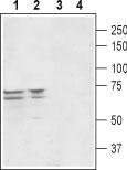 Western blot analysis of rat brain (lanes 1 and 3) and mouse brain (lanes 2 and 4) lysates: 1-2. Anti-TRIP8b antibody, (1:400). 3-4. Anti-TRIP8b antibody, preincubated with the control peptide antigen.