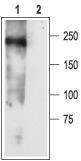 Western blot analysis of rat newborn brain membranes: 1. Anti-Nav1.3 antibody, (1:200). 2. Anti-Nav1.3 antibody, preincubated with the control peptide antigen.