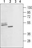 Western blot analysis of rat prostate (lanes 1 and 3) and PC-3 cell (lanes 2 and 4) lysates: 1, 3. Anti-5-hydroxytryptamine Receptor 1D (extracellular) antibody, (1:200). 2, 4. Anti-5-Hydroxytryptamine Receptor 1D (extracellular) antibody, preincubated with the control peptide antigen.