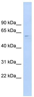 WB Suggested Anti-CLK4 Antibody Titration: 0.2-1 ug/ml; ELISA Titer: 1:62500; Positive Control: Human brain